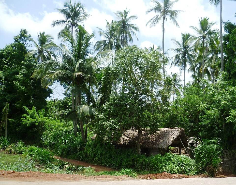 Thatched village homes among coconut palms in Odisha